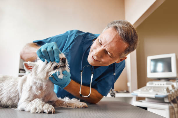 Best Same-Day Emergency Dentist in Woodhaven, MI